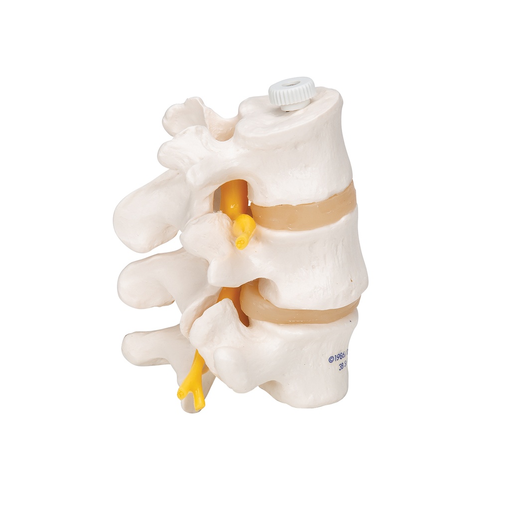 3 vertèbres lombaires, montage élastique - 3B Smart Anatomy