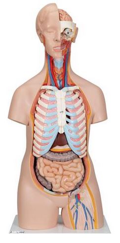 Torse classique asexué, en 16 parties