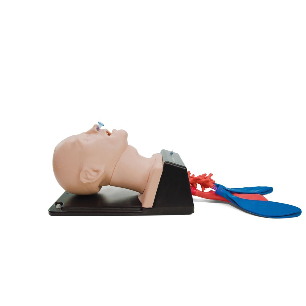 Tête d'intubation Airsim Combo Bronchi X
